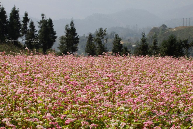 H&agrave; Giang, tam gi&aacute;c mạch, m&ugrave;a hoa