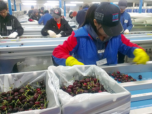 Trái cây ngoại bán chạy