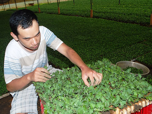 Trồng hoa Tết lo đủ điều