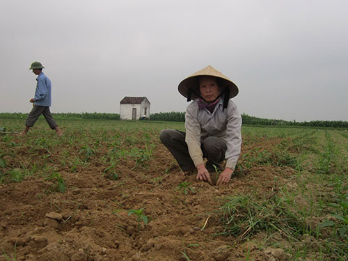 Đâm lo vì trót trồng ớt Trung Quốc