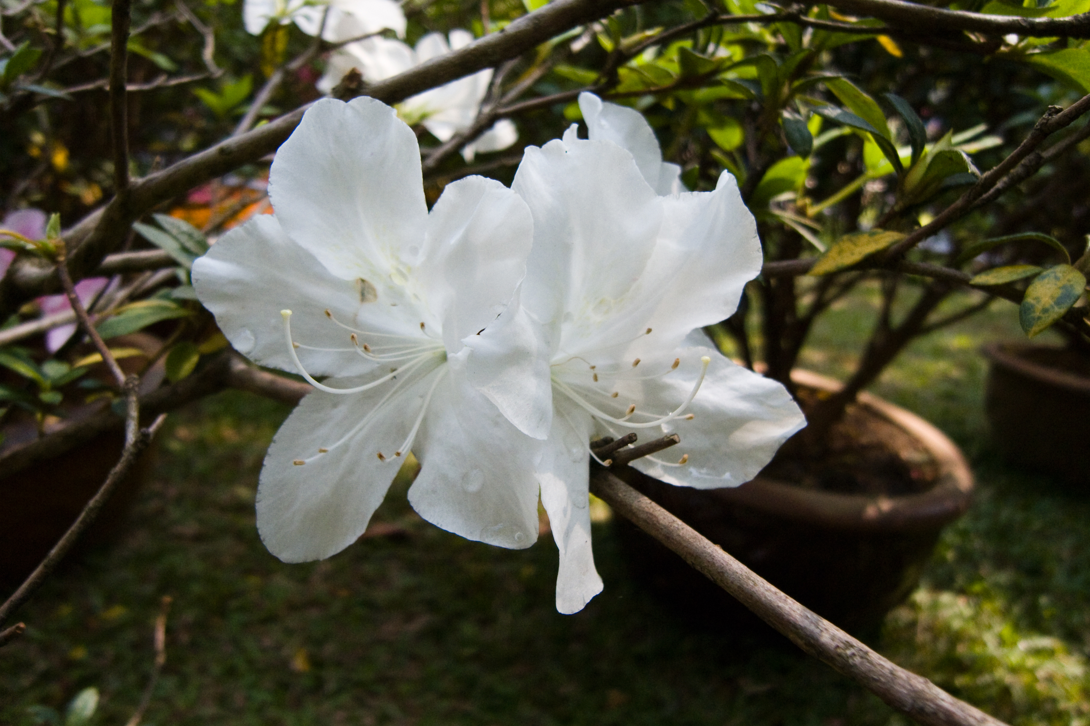 Ở Việt Nam, đỗ quy&ecirc;n c&oacute; ở những v&ugrave;ng như L&acirc;m Đồng, v&ugrave;ng n&uacute;i Ho&agrave;ng Li&ecirc;n, Tam Đảo...