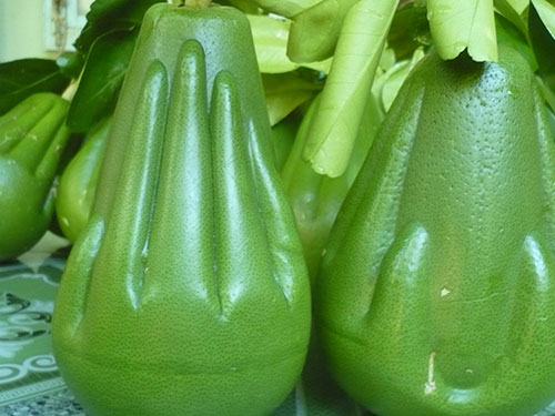 Dự kiến bưởi C&aacute;t Tường khi tung ra thị trường sẽ c&oacute; gi&aacute; b&aacute;n tr&ecirc;n 1 triệu đồng/quả