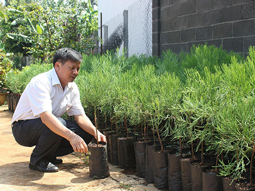 TS Trần Vinh ghép thành công nhiều cây thủy tùng con