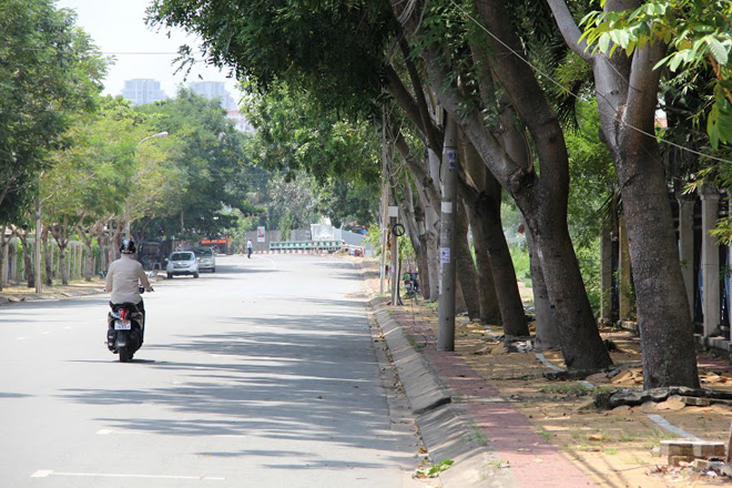 Mới đ&acirc;y Khu Quản l&yacute; giao th&ocirc;ng đ&ocirc; thị số 2 thuộc Sở GTVT TP c&ograve;n đề nghị đốn bỏ 215 c&acirc;y sọ khỉ tr&ecirc;n đường Nguyễn Văn Hưởng, quận 2 để để mở rộng đường