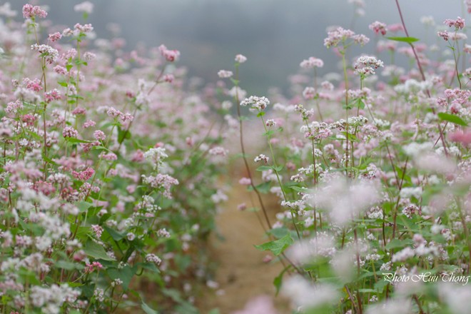 H&agrave; Giang, tam gi&aacute;c mạch, m&ugrave;a hoa
