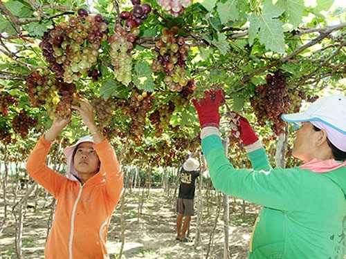 Trái cây đặc sản vẫn bấp bênh