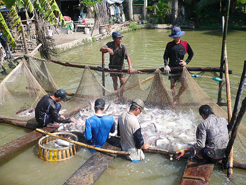 Tiếp tục đòi công bằng cho cá tra
