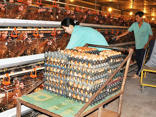 Trang trại nu&ocirc;i g&agrave; VietGap của C&ocirc;ng ty CP Ph&aacute;t triển N&ocirc;ng nghiệp Thanh ni&ecirc;n Xung phong
