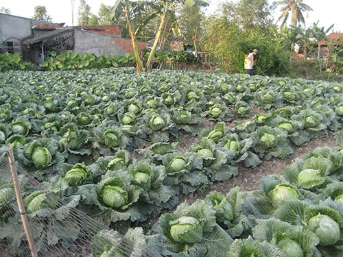 Méo mặt mùa Tết