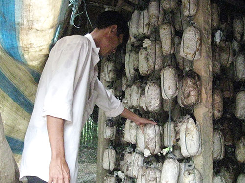 Làng nấm “treo” trại: Phụ thuộc thương lái quá nhiều