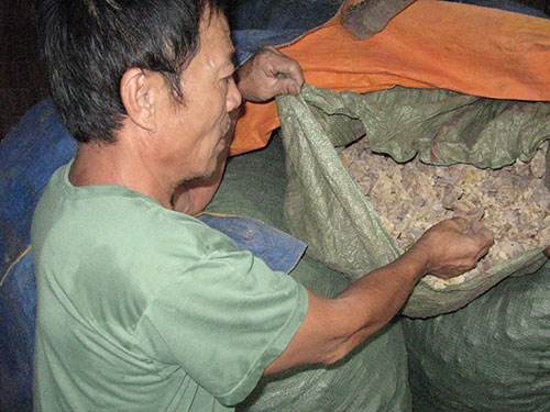 Làng nấm “treo” trại