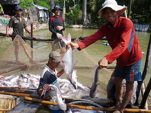 Cá tra tìm hướng đi mới