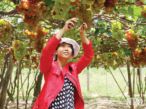 Nho Ninh Thuận ngày càng teo tóp