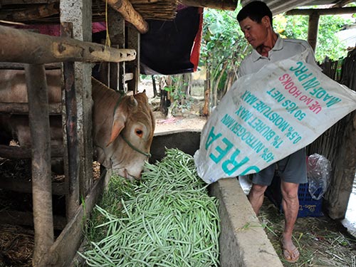 Người trồng rau điêu đứng