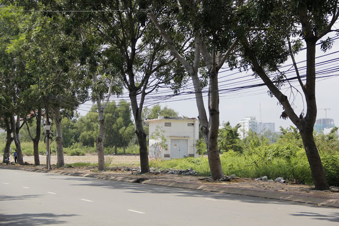 C&aacute;c c&acirc;y được đề xuất đốn bỏ chủ yếu c&oacute; bộ rễ nổi l&agrave;m nứt vỉa h&egrave;, c&acirc;y nghi&ecirc;ng ra đường v&agrave; c&oacute; nguy cơ ng&atilde; đổ.