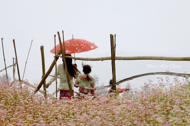 H&agrave; Giang, tam gi&aacute;c mạch, m&ugrave;a hoa
