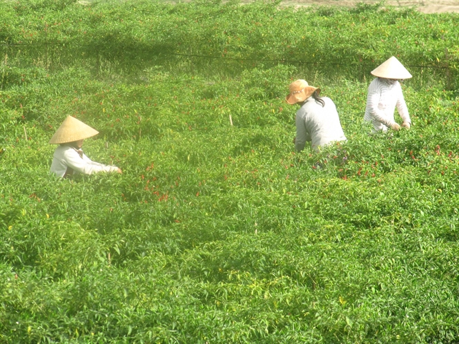 Ớt rớt giá, nông dân không dám thuê công hái, chỉ người nhà đi hái được ký nào hay ký ấy