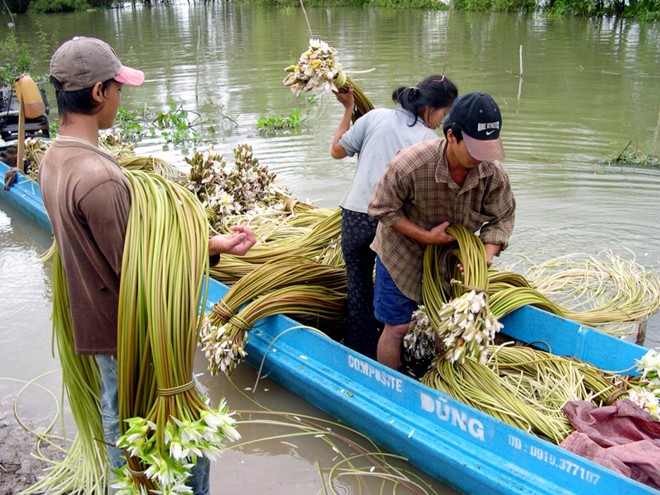 Những chợ đặc biệt chỉ c&oacute; trong m&ugrave;a lũ 