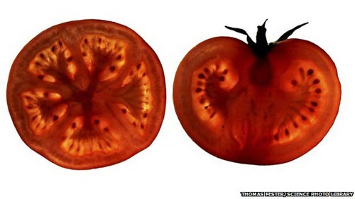 Chất lycopene trong c&agrave; chua c&oacute; thể cải thiện lưu th&ocirc;ng m&aacute;u ở bệnh nh&acirc;n tim mạch (Ảnh BBC)