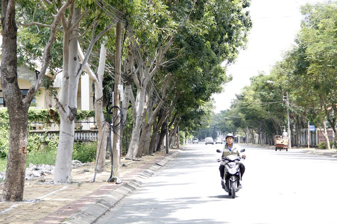 Việc đốn 215 c&acirc;y sọ khỉ tr&ecirc;n đường Nguyễn Văn Hưởng được đề xuất chia l&agrave;m 3 năm, trong đ&oacute; năm 2014 đốn 50 c&acirc;y, năm 2015 đốn 100 c&acirc;y v&agrave; năm 2016 đốn 65 c&acirc;y.