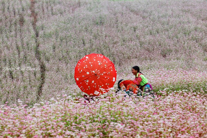 H&agrave; Giang, tam gi&aacute;c mạch, m&ugrave;a hoa