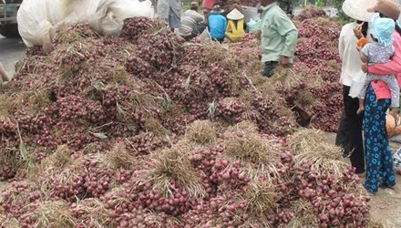 Hàng chục ngàn tấn hành tím tồn đọng bị hư hỏng