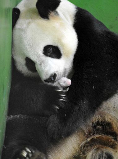 Gấu mẹ Ju Xiao được theo d&otilde;i chặt chẽ trước khi sinh