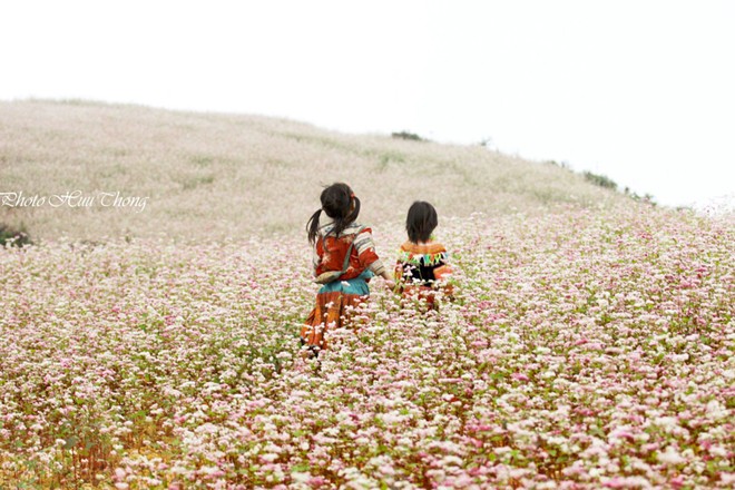 H&agrave; Giang, tam gi&aacute;c mạch, m&ugrave;a hoa