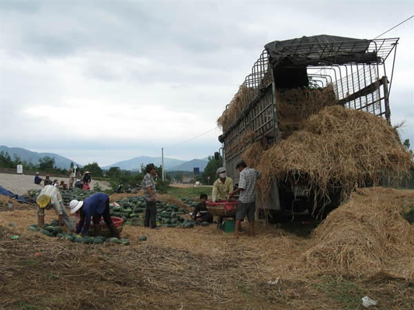 Giá dưa hấu tăng vụt
