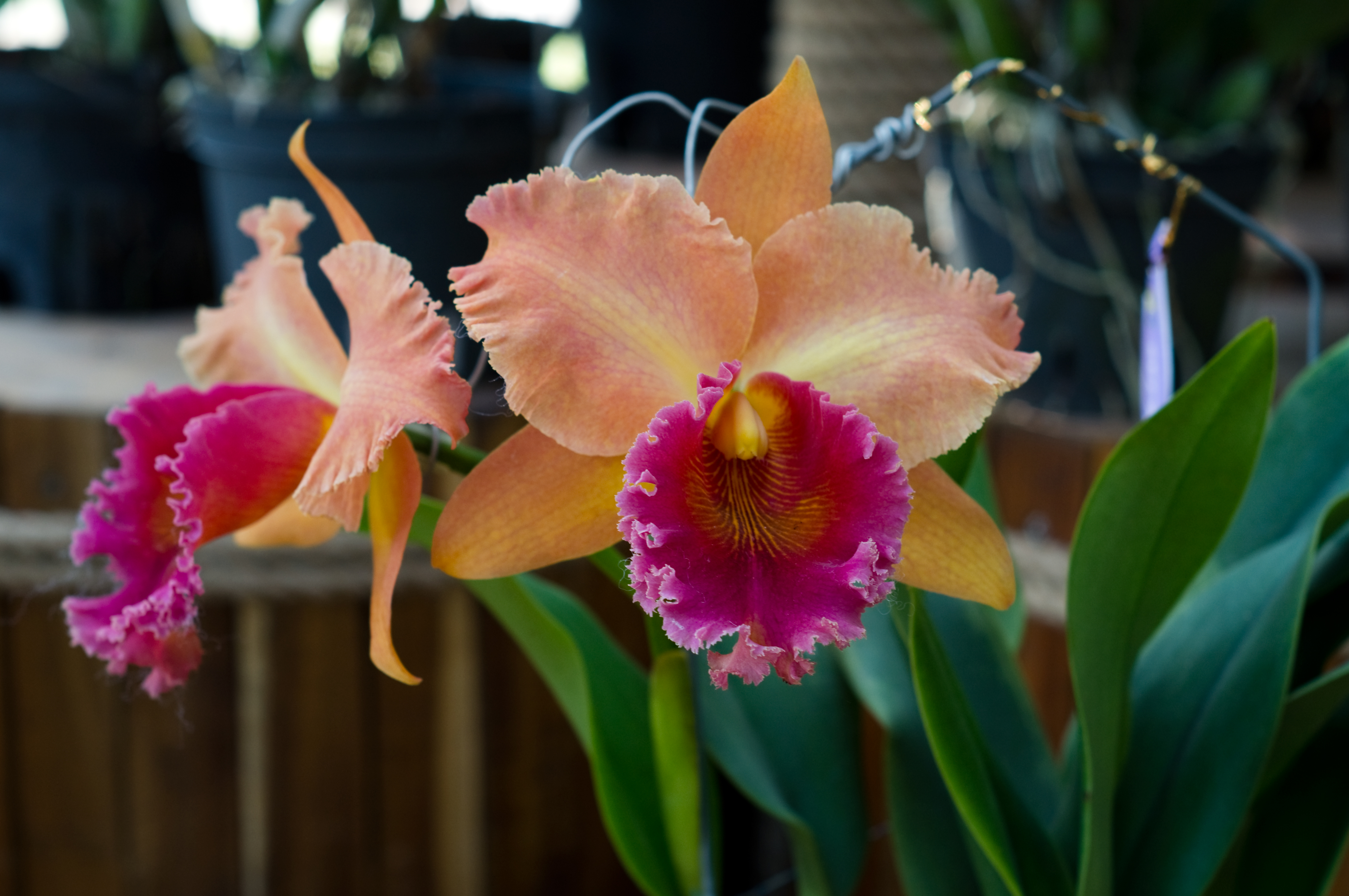 Cattleya còn được mệnh danh là Hoàng hậu của các loài hoa.