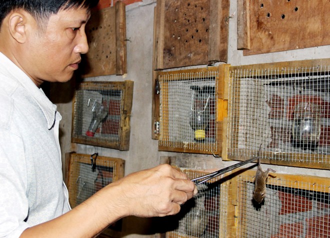 Mỗi hộc anh Vũ nuôi 1 con rắn và cho vào một ít đất khô, tạo môi trường tự nhiên. Thức ăn của rắn là chuột chỉ to hơn ngón tay được nhiều thanh niên trong xóm săn bán cho giá 40.000 đồng/kg.