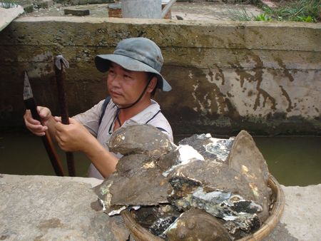 Săn hàu