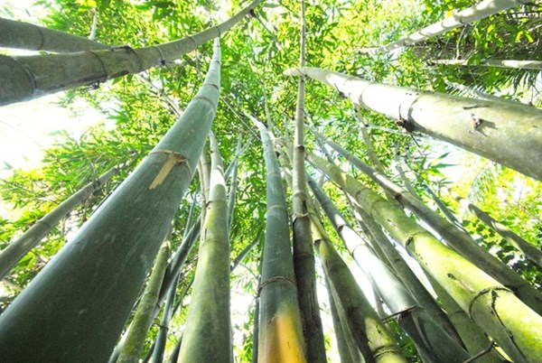 Mạnh t&ocirc;ng l&agrave; loại tre to, mọc khỏe, măng ngon.&nbsp;