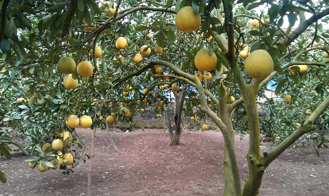 Nông dân Hương Khê hốt bạc nhờ bưởi Phúc Trạch