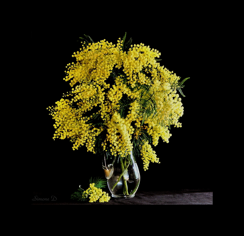 Tỏa s&aacute;ng mimosa