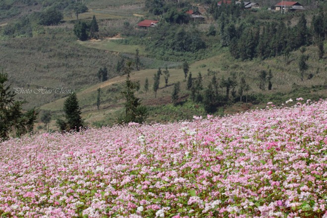 H&agrave; Giang, tam gi&aacute;c mạch, m&ugrave;a hoa
