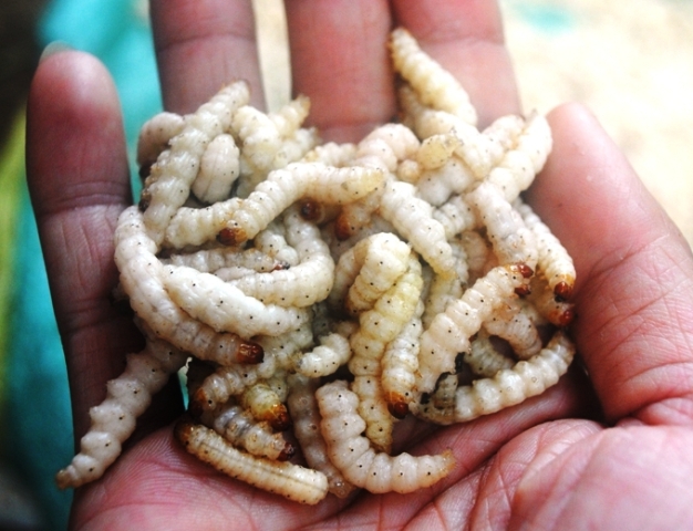 Món dị thường: Ngày Tết ăn... sâu
