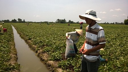 Tin đồn "thương lái Trung Quốc mua lá khoai lang": Công ty Việt Nam mua!