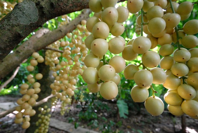 D&acirc;u b&ograve;n bon c&oacute; m&agrave;u sắc rất đẹp, ch&iacute;n rộ từ th&aacute;ng 3 đến cuối th&aacute;ng 4 &acirc;m lịch. Để d&acirc;u cho tr&aacute;i sai, kh&acirc;u quan trọng nhất l&agrave; chăm s&oacute;c c&acirc;y. B&igrave;nh qu&acirc;n mỗi c&acirc;y cho từ 200-300 kg, c&aacute; biệt c&oacute; c&acirc;y l&ecirc;n 500 kg.