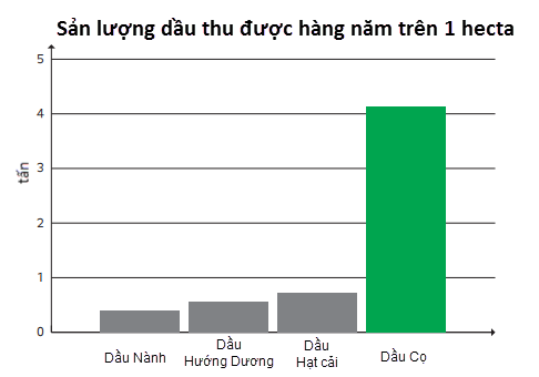 Cây cọ của bầu Đức dùng để làm gì? (2)