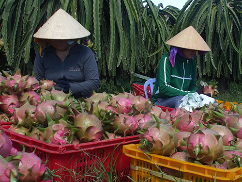 Thanh long Việt Nam được cấp phép xuất khẩu sang New Zealand