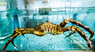 Cua Alaska trong bể tại nh&agrave; h&agrave;ng The Costa Seafood. Ảnh: Trần Minh Ngọc