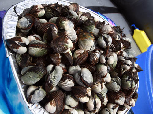 Sò Trung Quốc nhập lậu vào Việt Nam