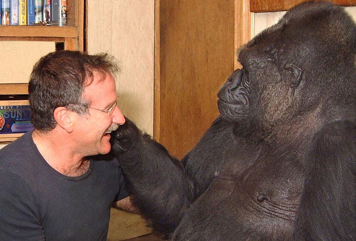 Khỉ “khóc” khi nghe tin Robin Williams qua đời
