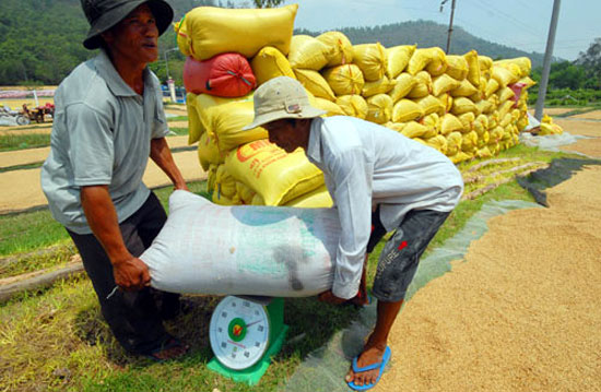 Giá lúa thường tăng