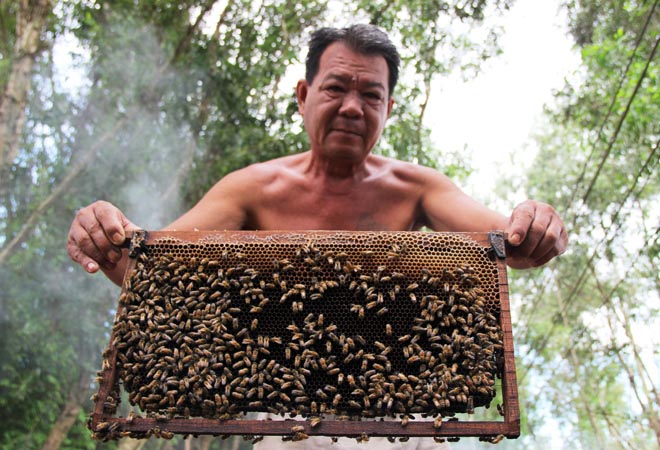 Mỗi vụ ong k&eacute;o d&agrave;i hơn 4 th&aacute;ng, người nu&ocirc;i c&oacute; thể thu lời từ v&agrave;i trăm triệu đến cả tỉ đồng