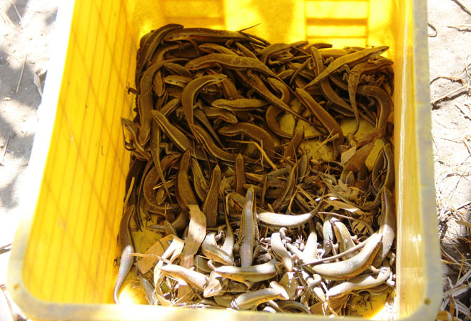 Một khai nu&ocirc;i rắn mối ở trang trại của anh L&acirc;n