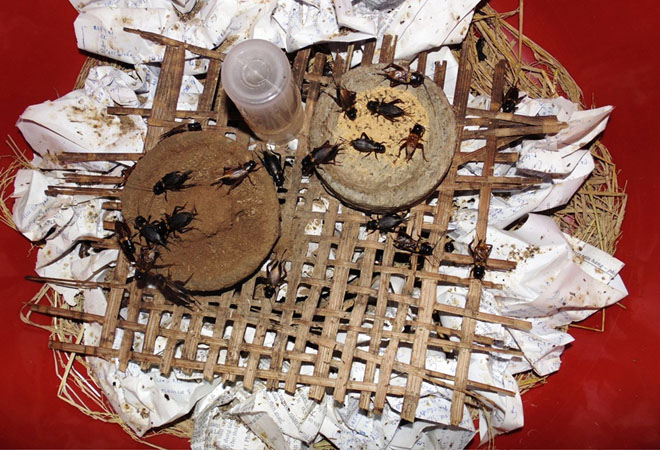 Một khai nu&ocirc;i dế kh&aacute; đơn giản.