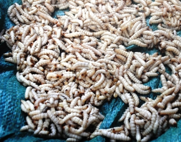 Những con s&acirc;u măng ngoe nguẫy như thế n&agrave;y l&agrave; đặc sản ở huyện v&ugrave;ng bi&ecirc;n Mường L&aacute;t - Thanh H&oacute;a.