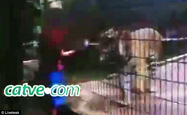 ...v&agrave; bị hổ t&aacute;p phải nhập viện. Ảnh: Liveleak
